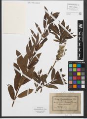 Foto von Salix purpurea L.